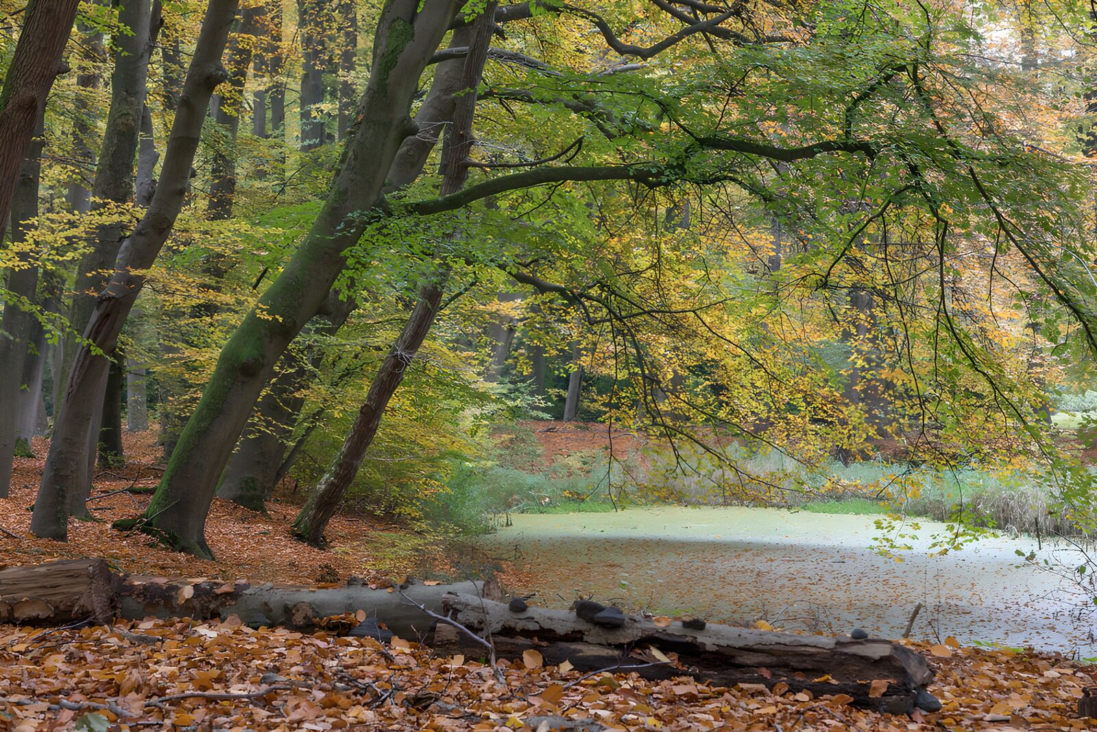 OCUK69856: Serene Autumn Reflection in the Forest
