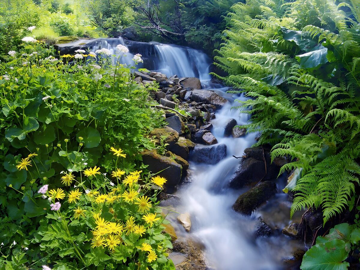 Smooth waterfall between green and yellow plants