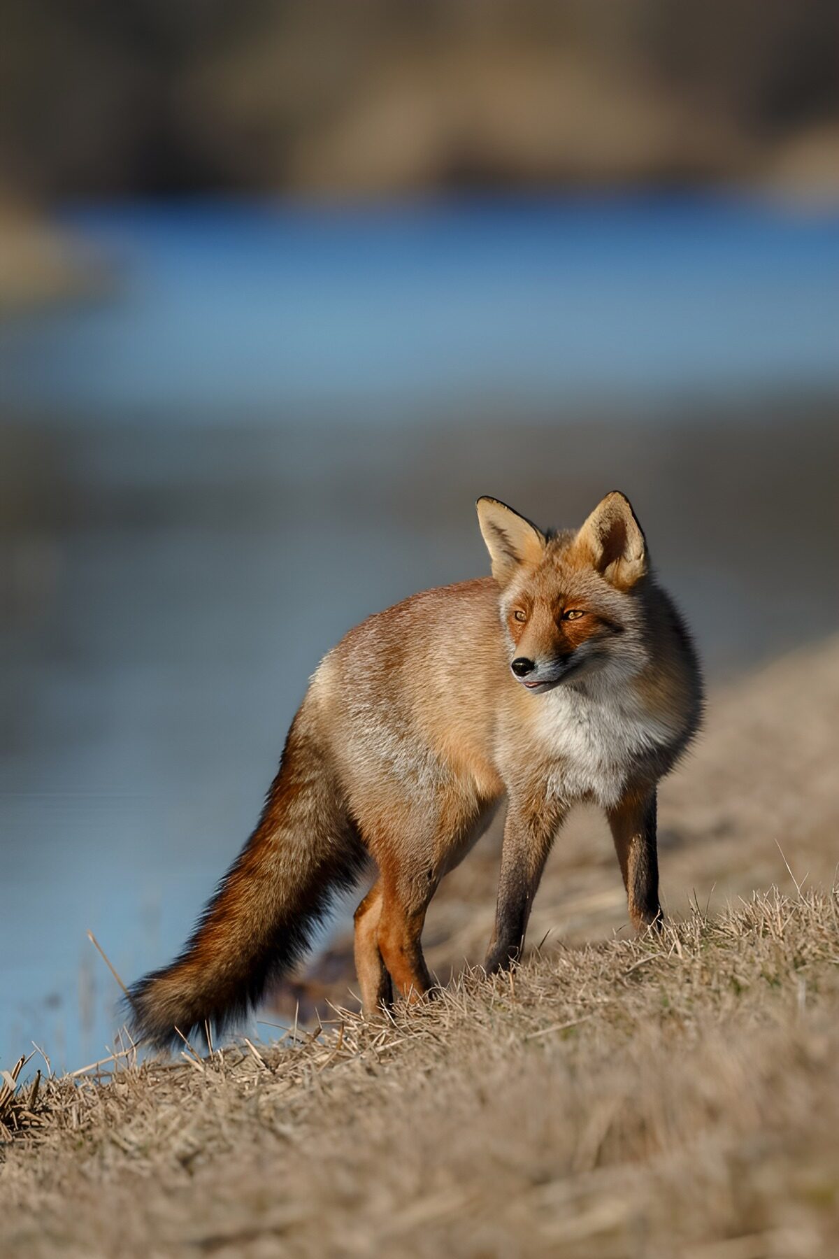 OCUK88046: Majestic Fox by the Water's Edge