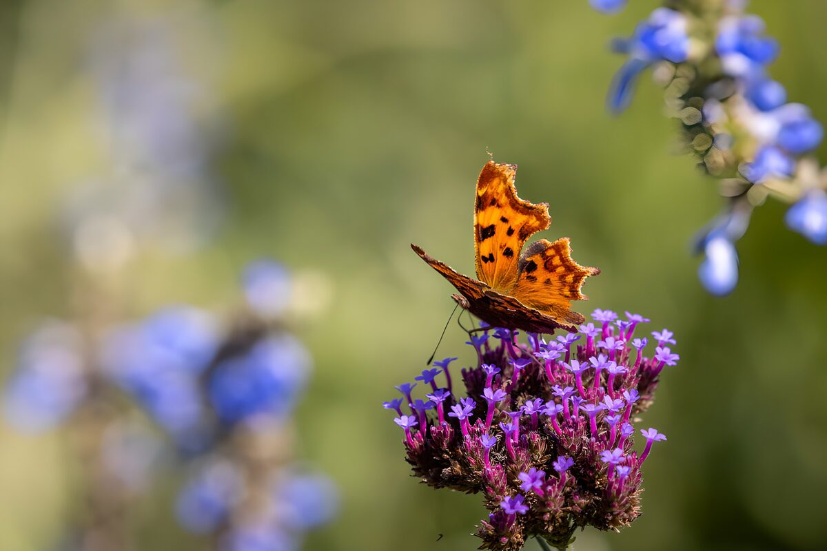 OCUK19875: Butterfly on Colorful Blossoms