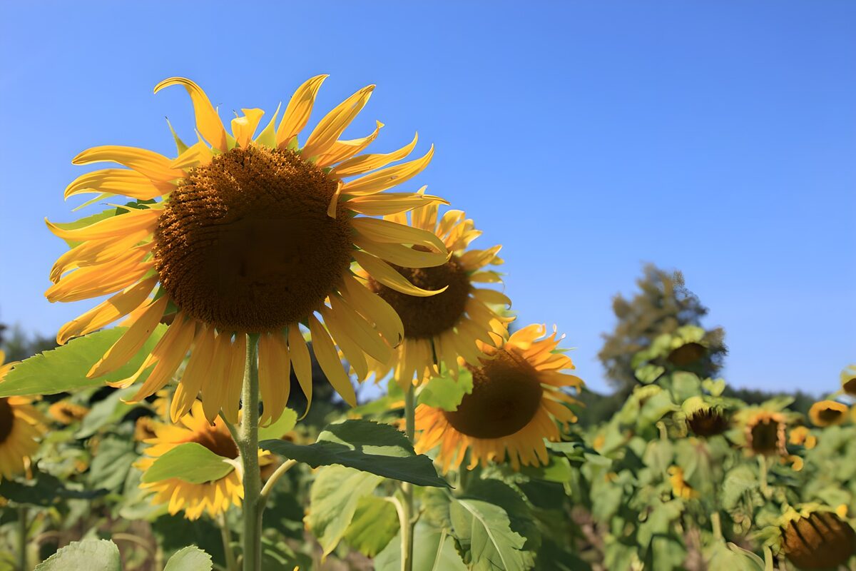 Sunny Sunflower Field Under Clear Blue Sky