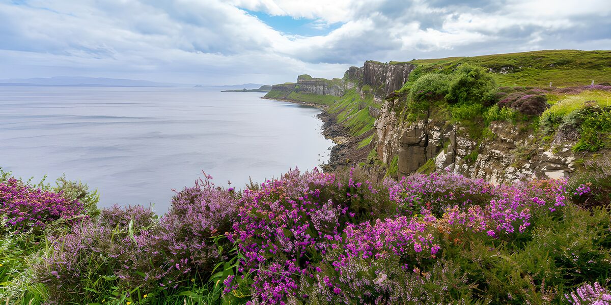 OCUK79553: Coastal Cliffs with Purple Heather Blooms