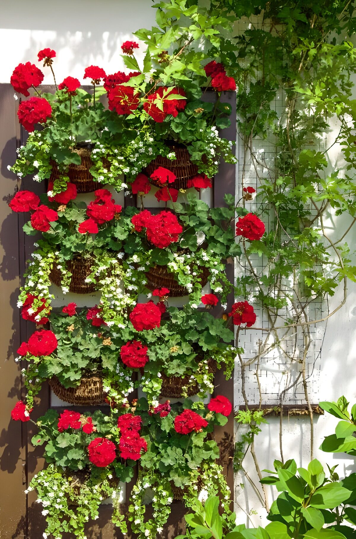 Vibrant Red Geraniums on a Wall