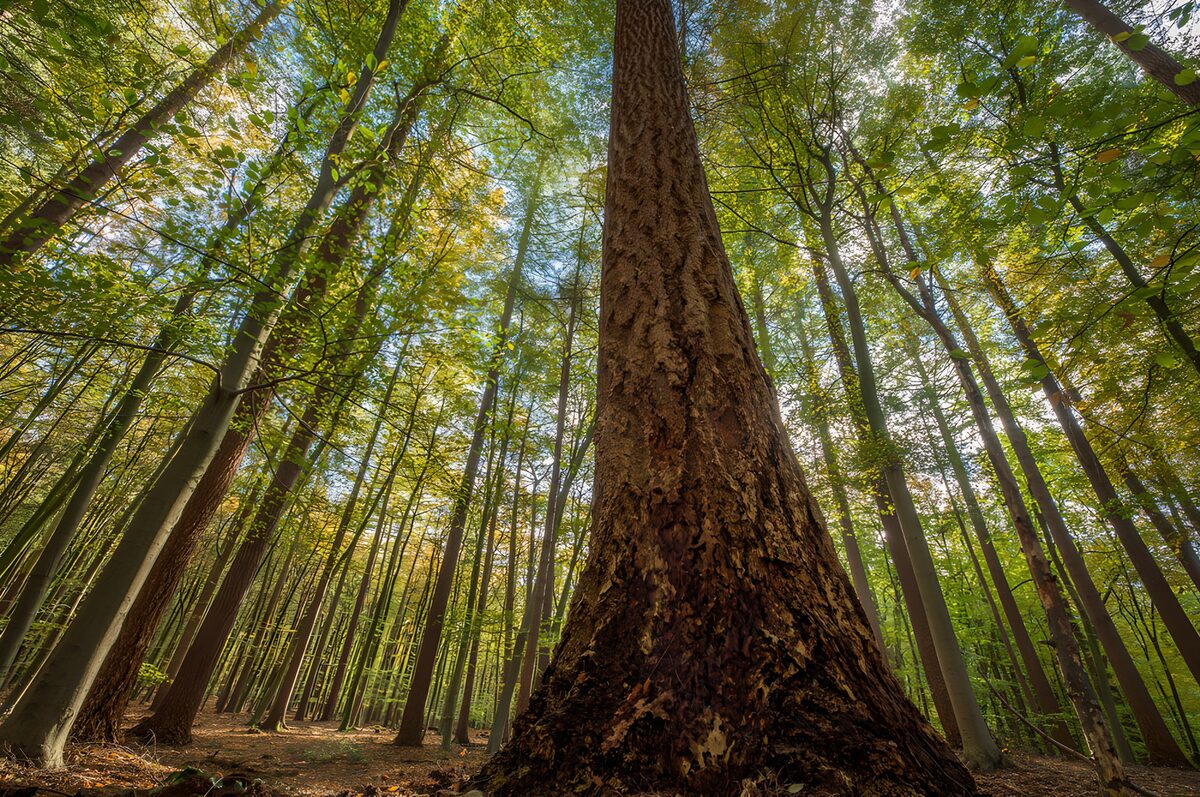 OCUK66613: Towering Trees in a Lush Forest