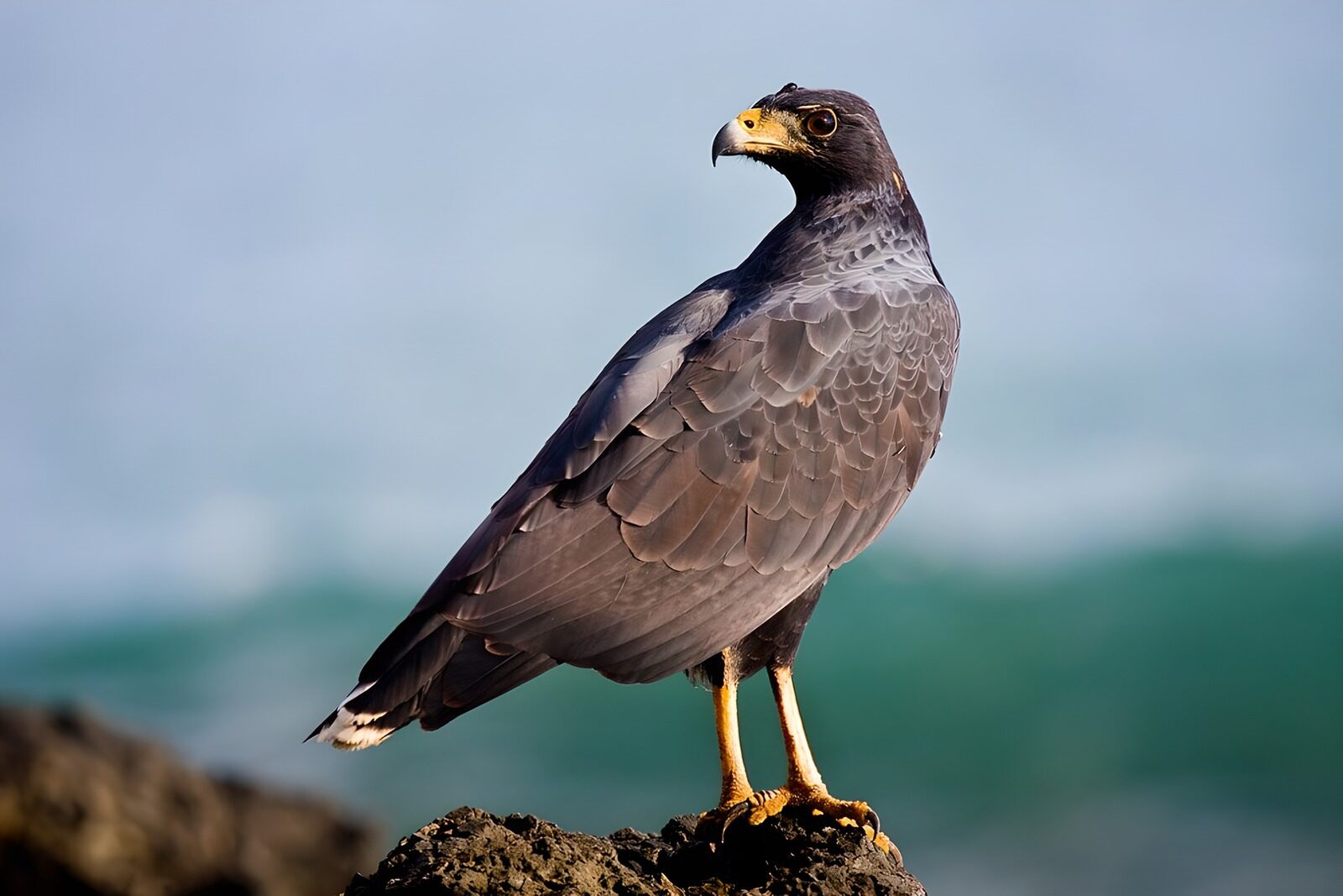 OCUK99968: Striking Black Hawk on the Shore