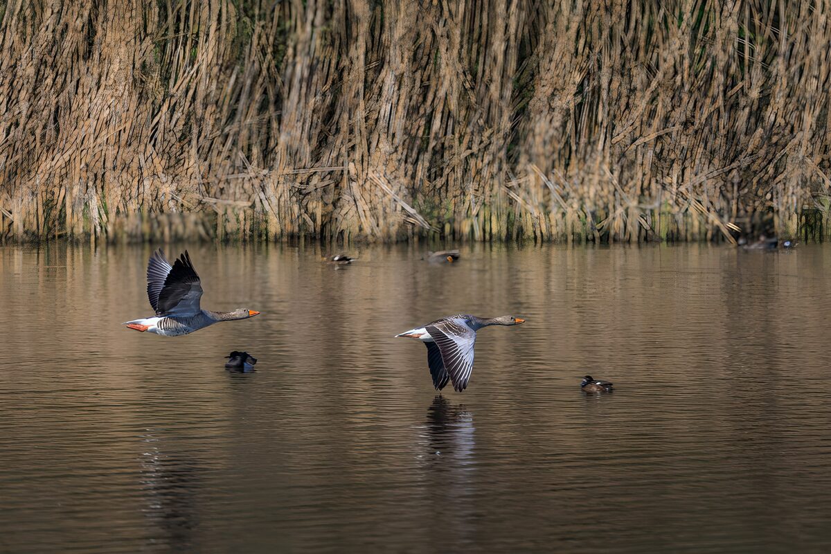 OCUK95807: Flying Geese Over Still Water