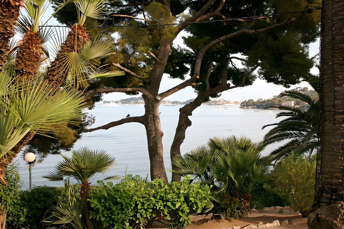 OCUK51662: View through the trees over the sea