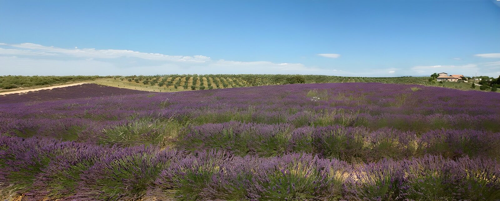 OCUK69231: Lavender Fields Under Blue Sky