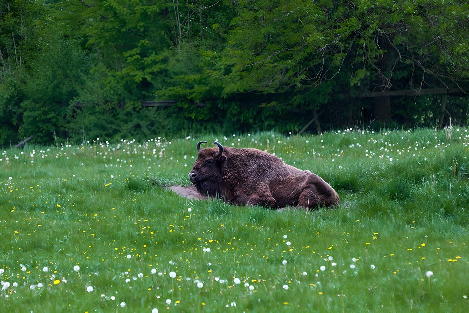 OCUK98336: Resting Bison in a Meadow