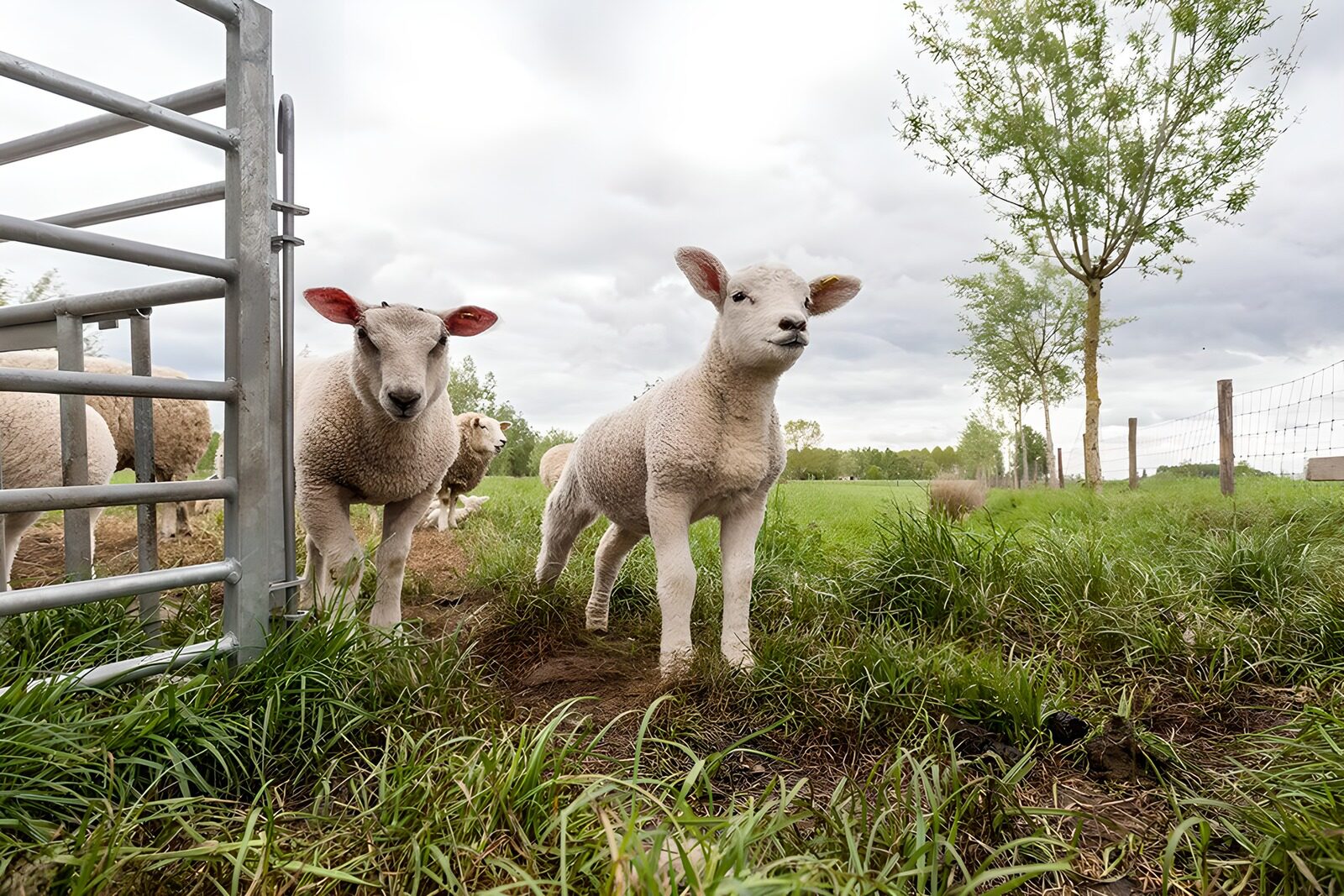 OCUK44598: Playful Lambs in a Pasture