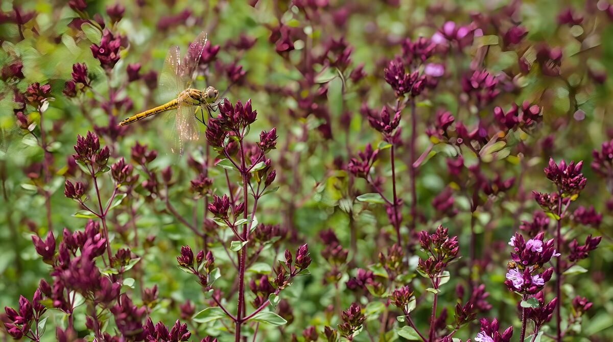 OCUK84306: Dragonfly in a Sea of Purple Flowers