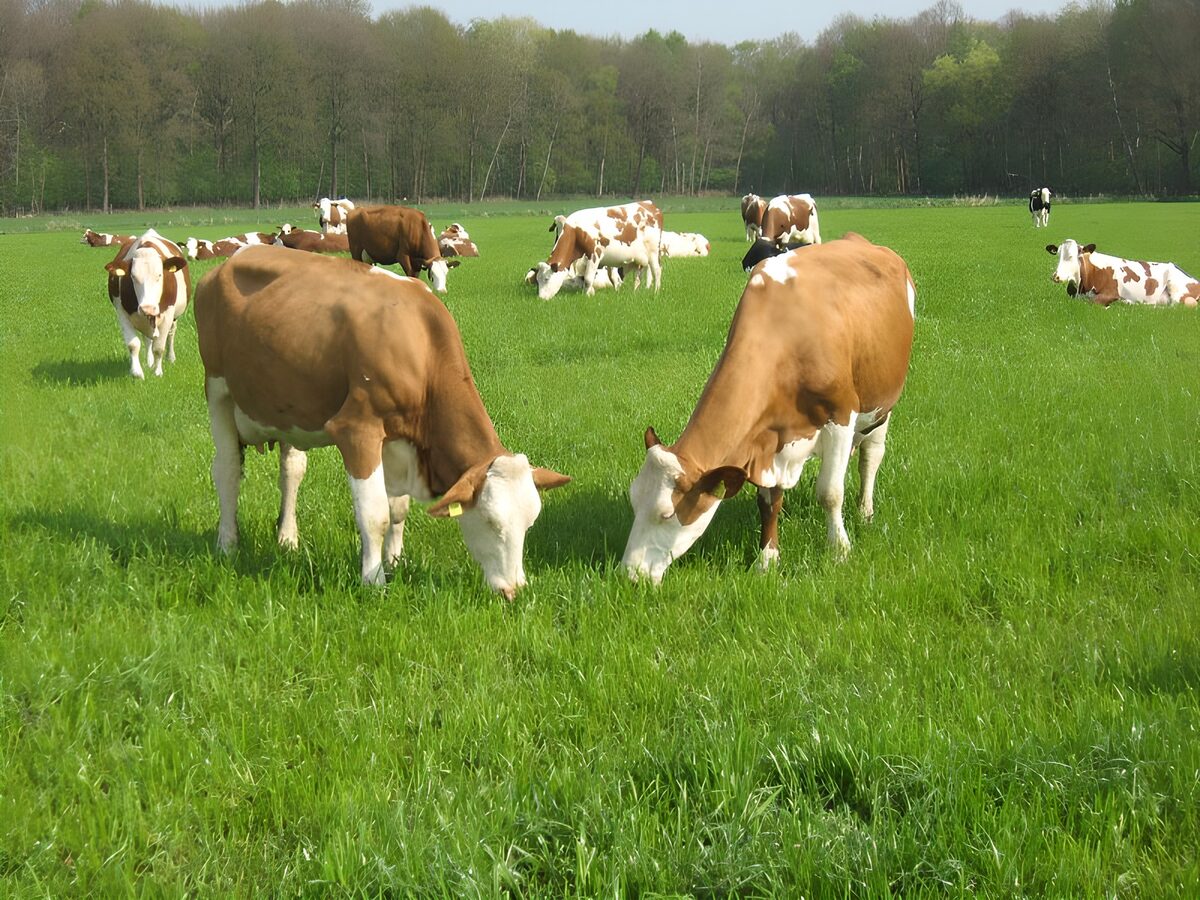 Cows 3