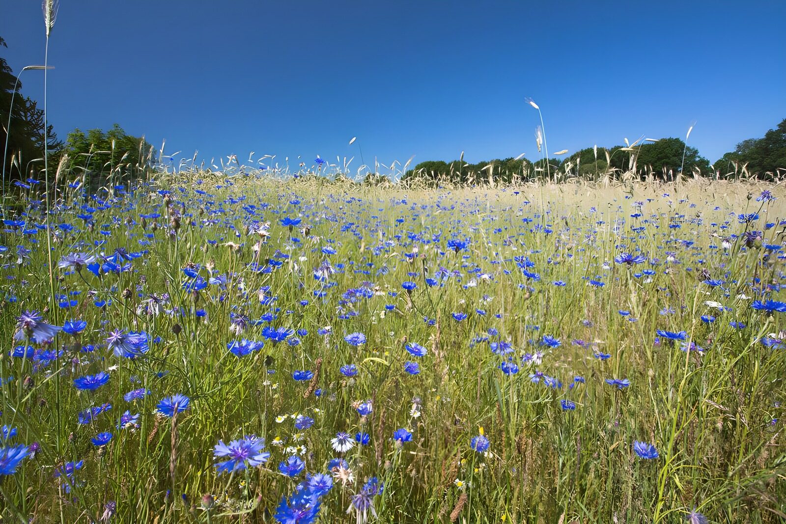 OCUK31379: Meadow with cornflowers