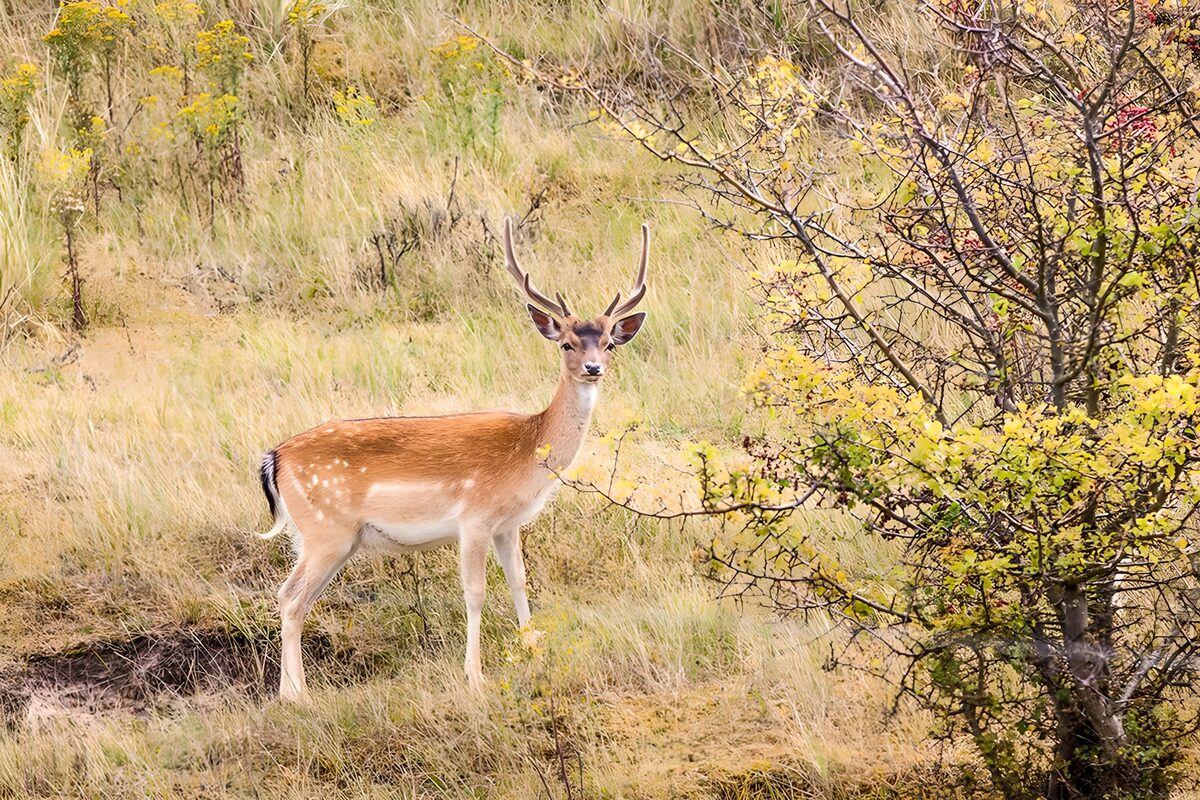 OCUK75941: Majestic Fallow Deer in Natural Habitat
