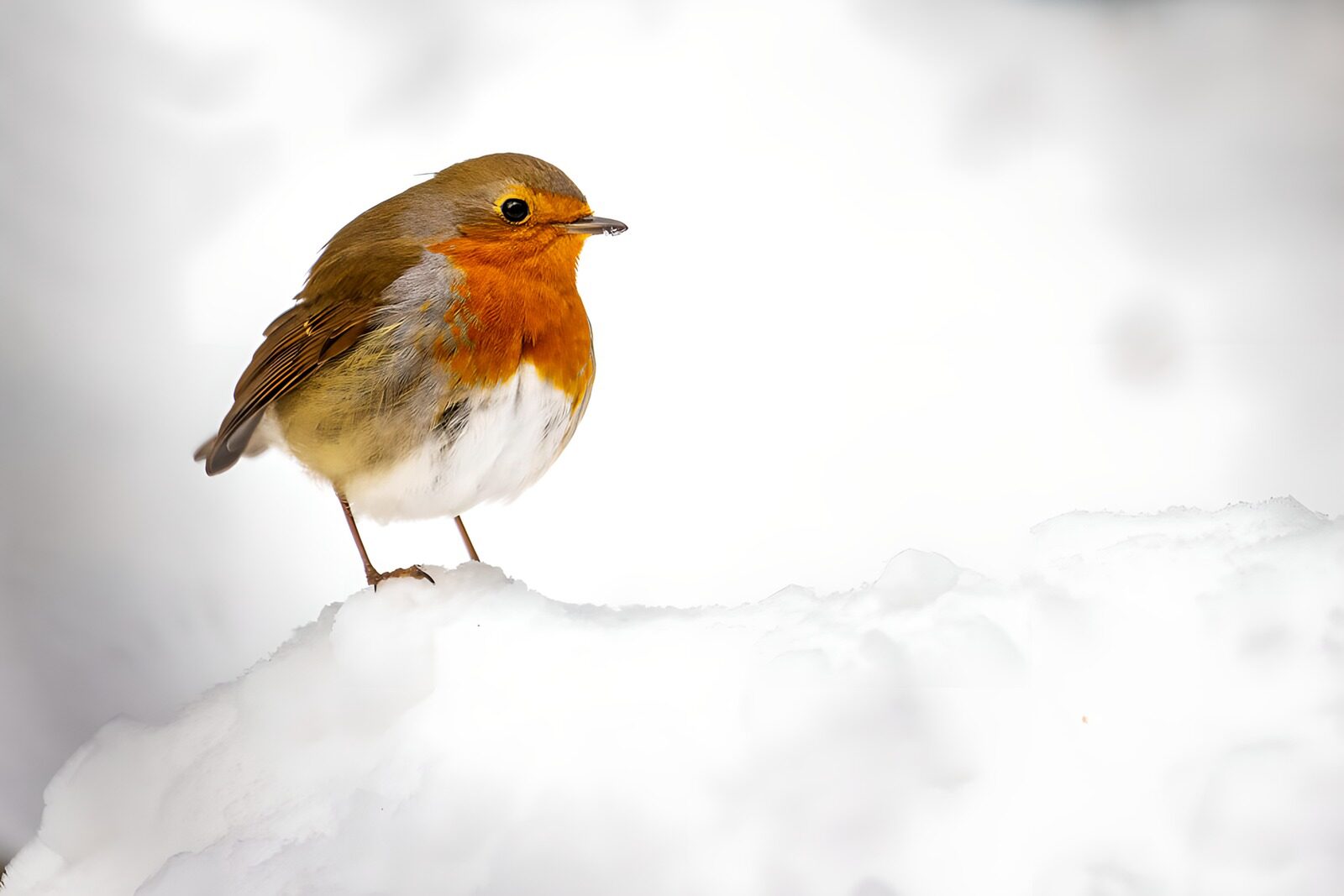 OCUK29815: Robin in Winter Snow