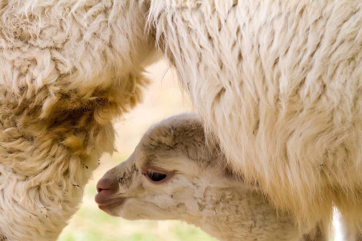 Cozy Moments Between Mama and Baby