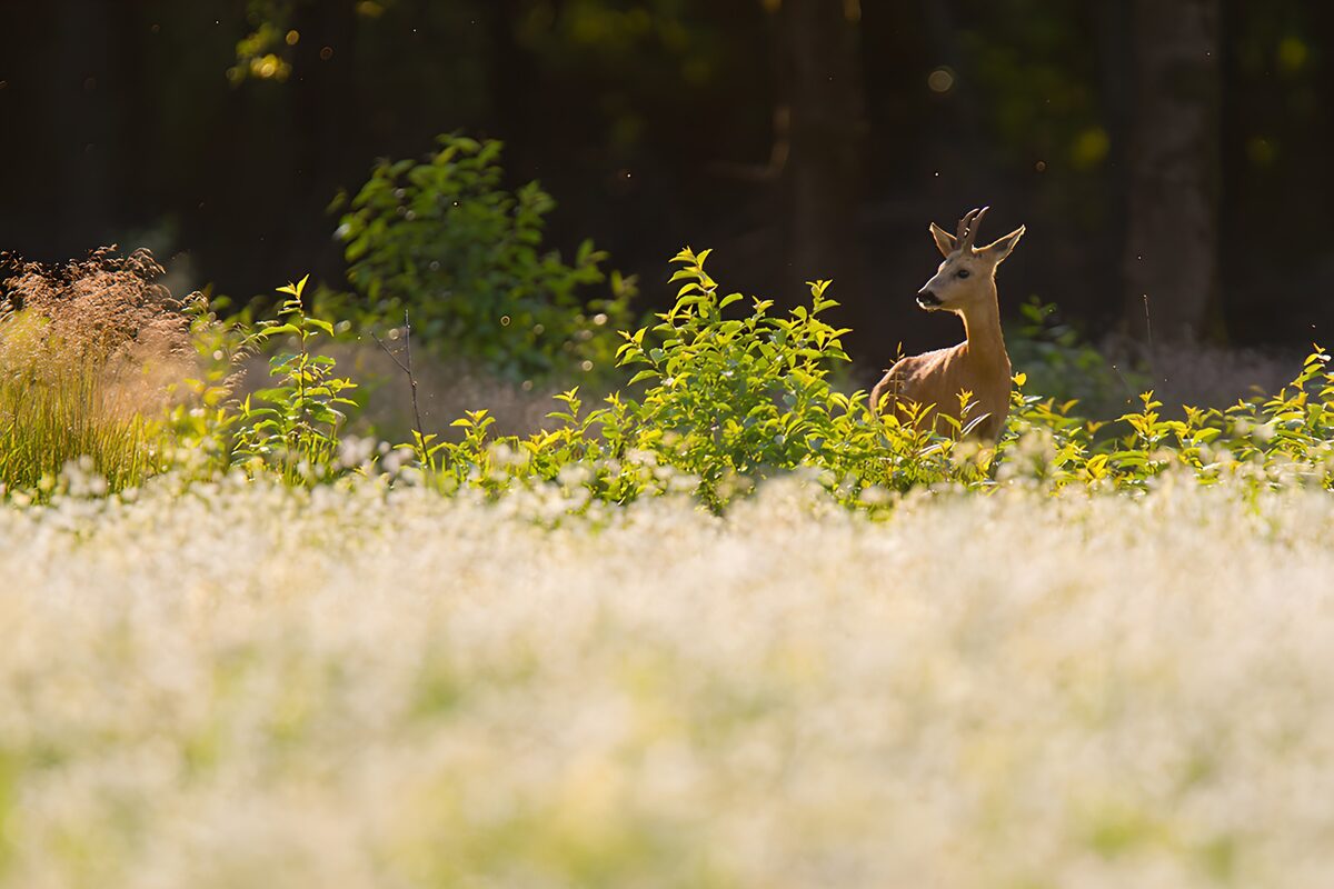 OCUK91199: Serene Deer Among Blooming Meadows