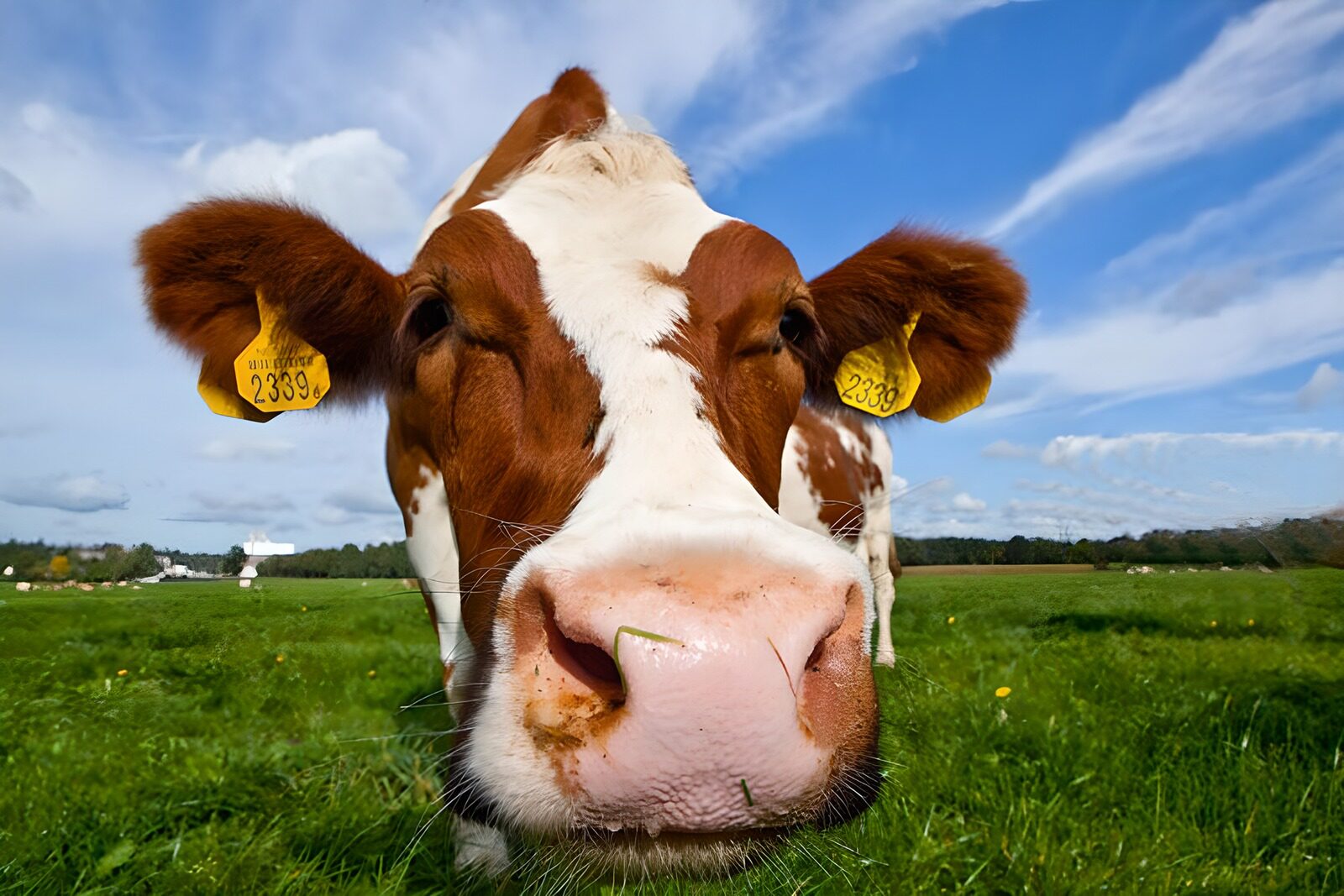 OCUK75903: Close-up of cow head
