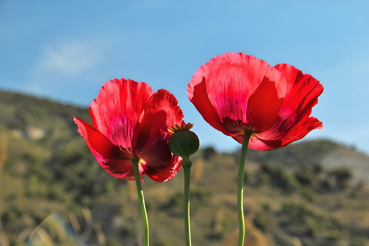 Vibrant Red Poppies in Nature