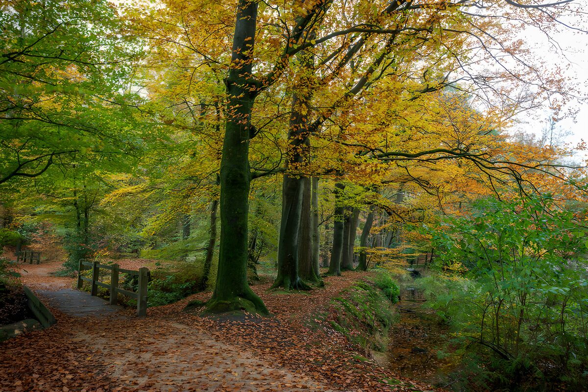 OCUK12975: Autumn Serenity in the Forest