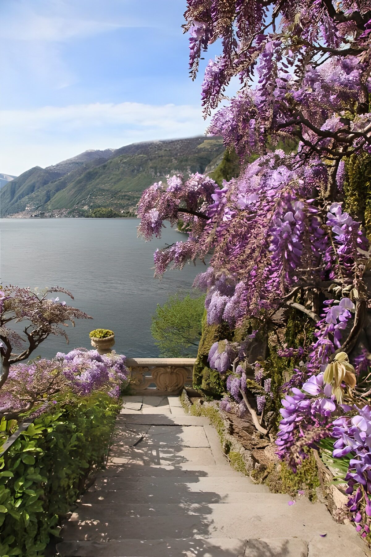 OCUK34903: Balcony next to the sea covered with Wisteria Sinensis
