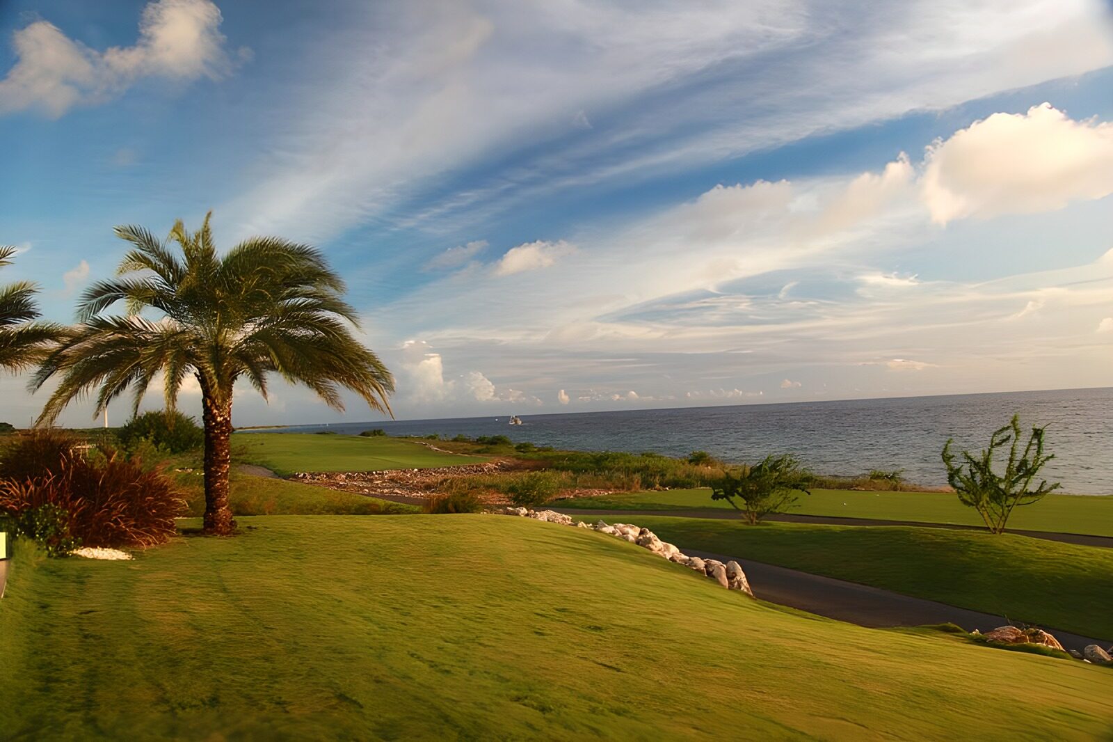 OCUK69340: Grass with palm tree  in the evening sun