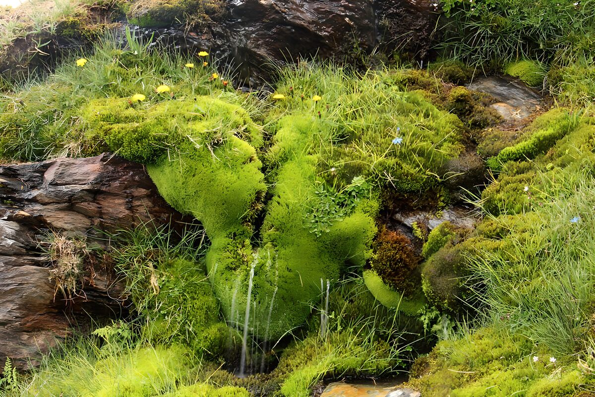 OCUK84288: Lush Green Moss and Rock Formation