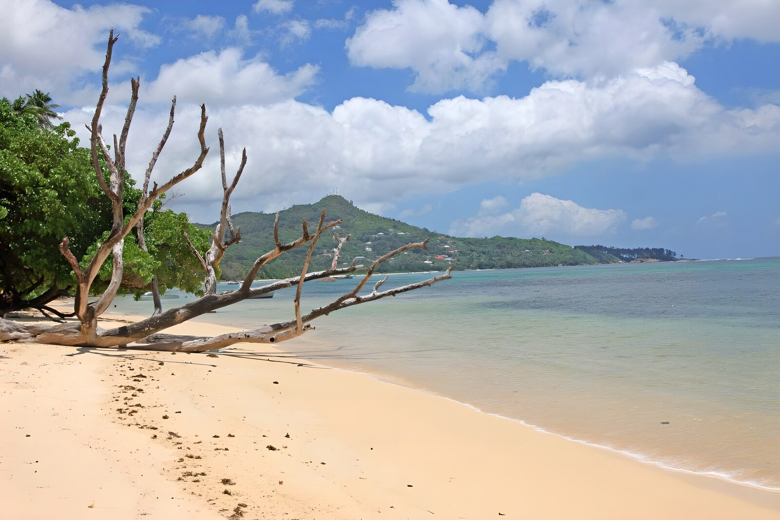 OCUK56467: Serene Beach with Driftwood and Hills