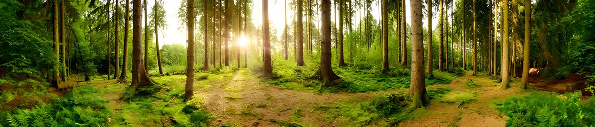 OCUK13543: Enchanted Forest at Dawn