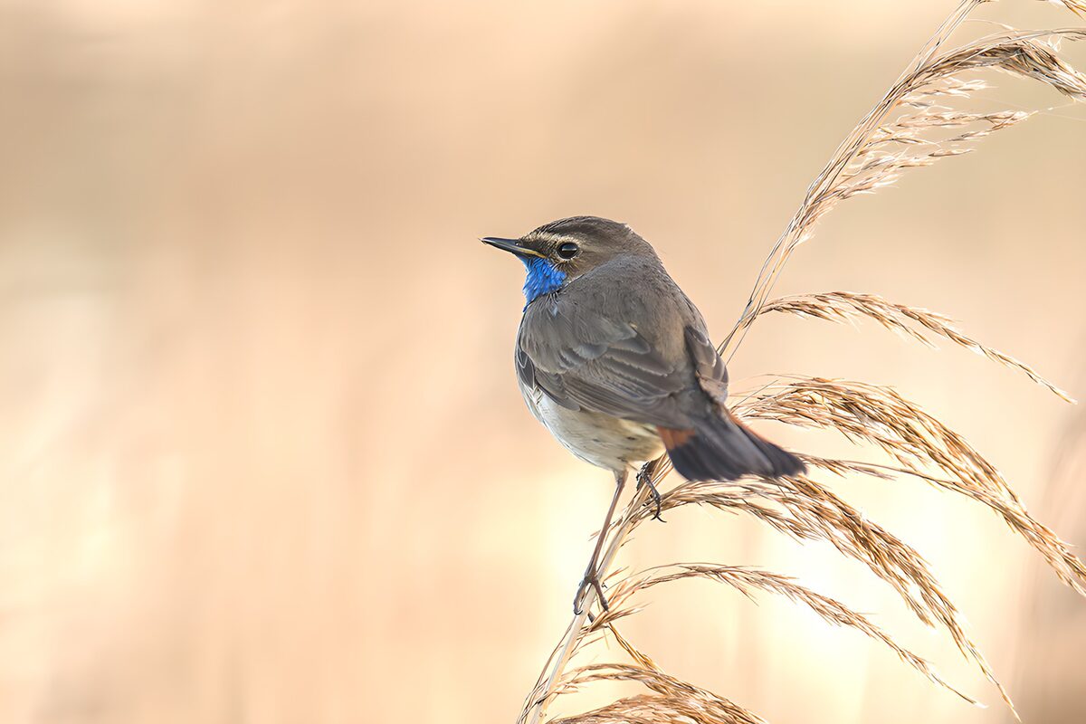 OCUK43890: Bluethroat on a Reedy Perch