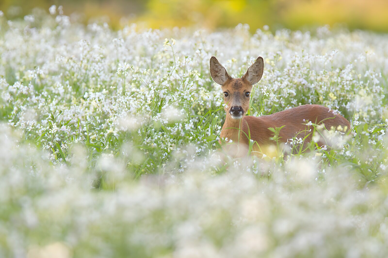 OCUK62768: Deer in Blooming Meadow