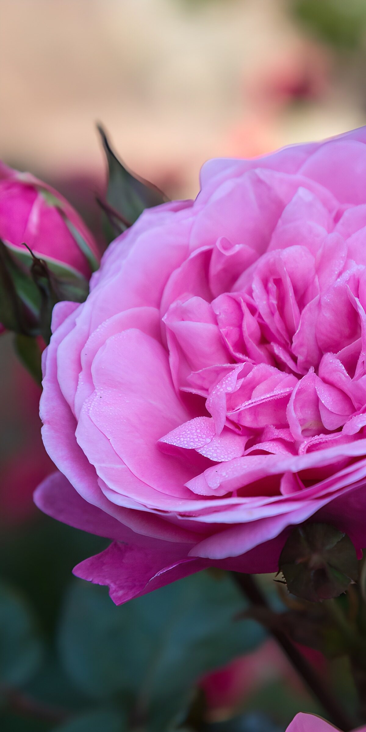 OCUK33224: Radiant Pink Rose in Bloom