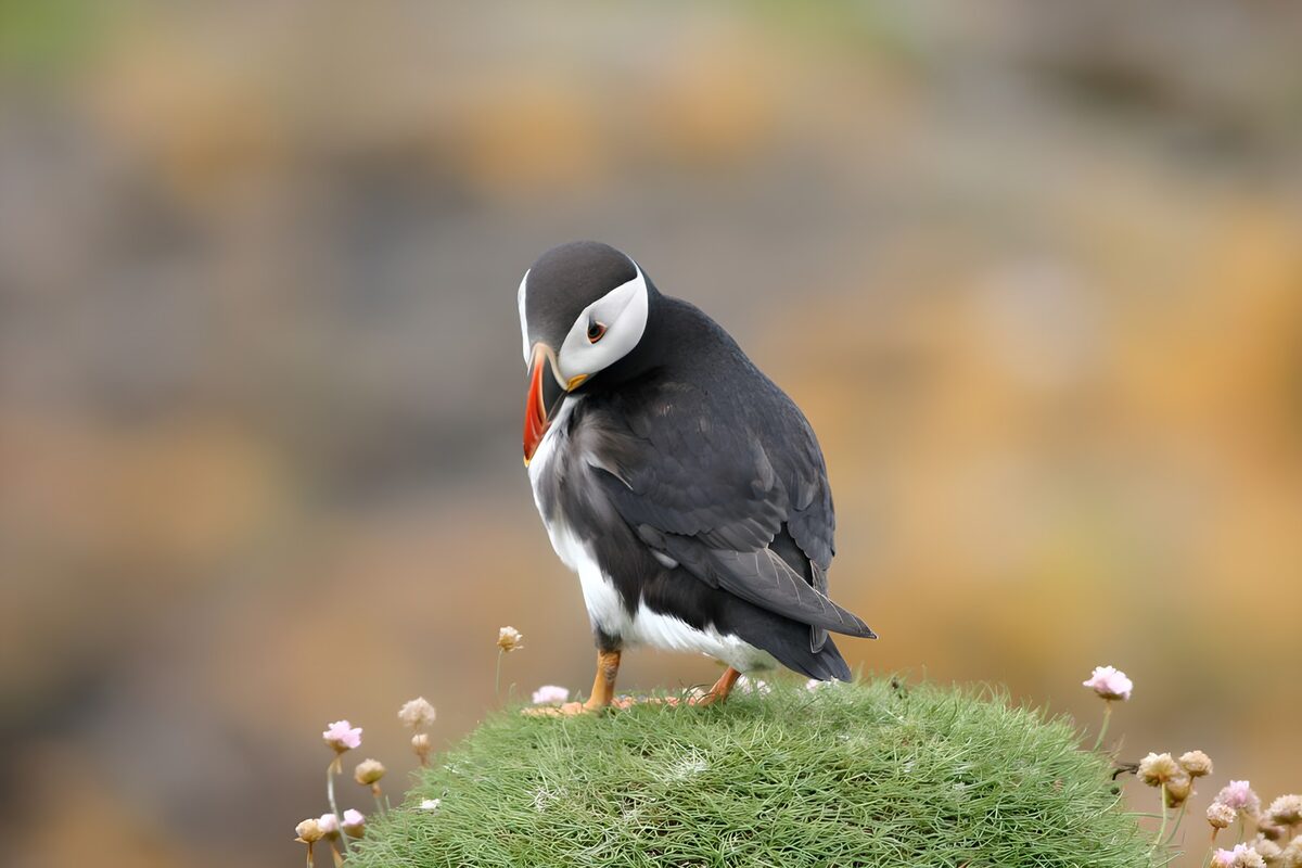 OCUK15278: Puffin on grass