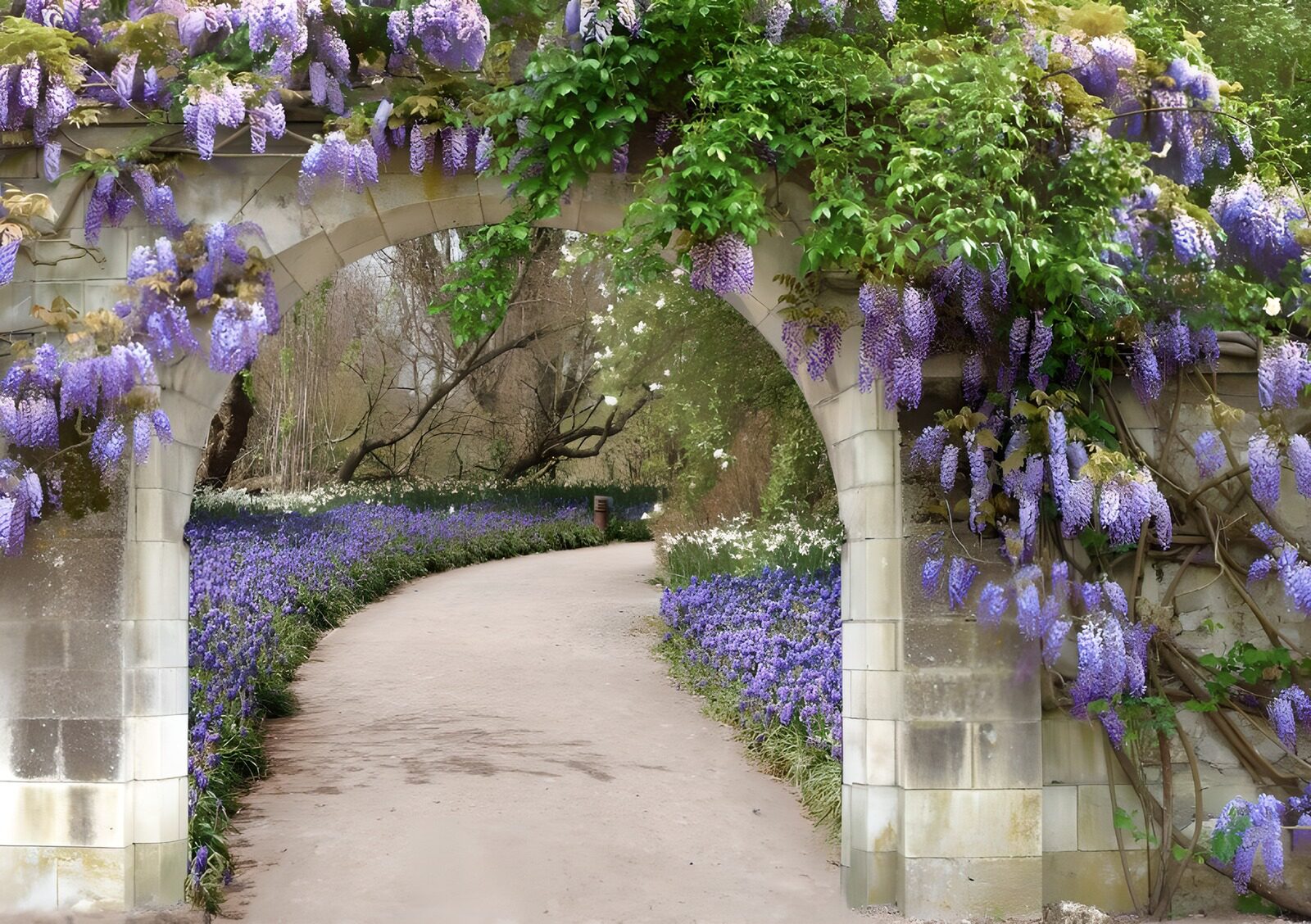 OCUK46977: Wisteria Archway in Bloom