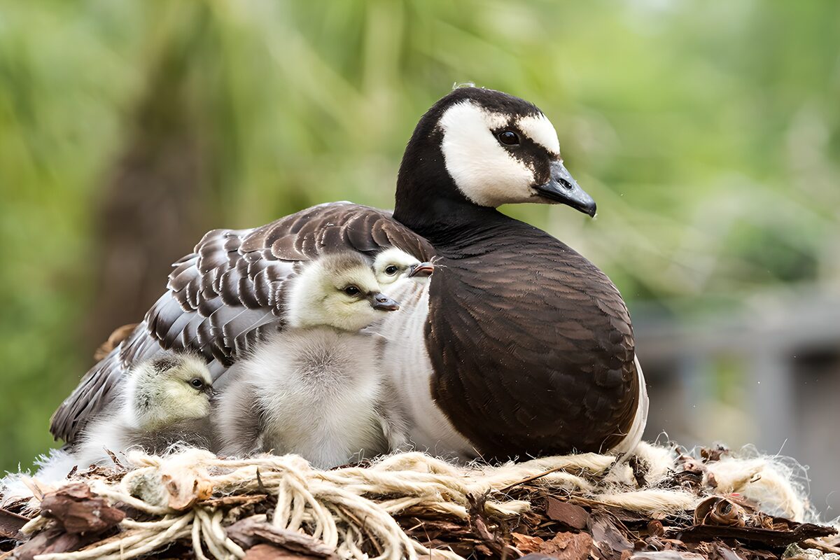 OCUK11272: Mother Goose and Her Chicks
