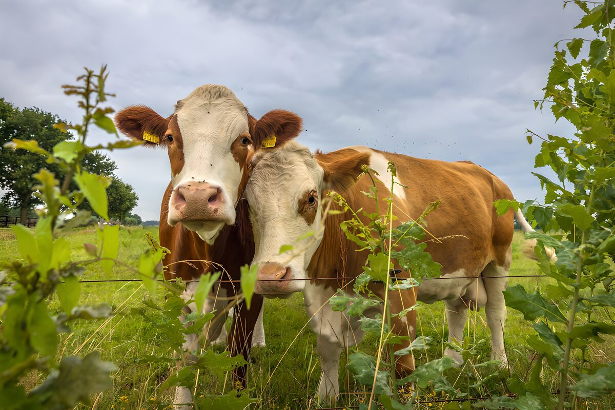 OCUK75218: Curious Cows in the Meadow