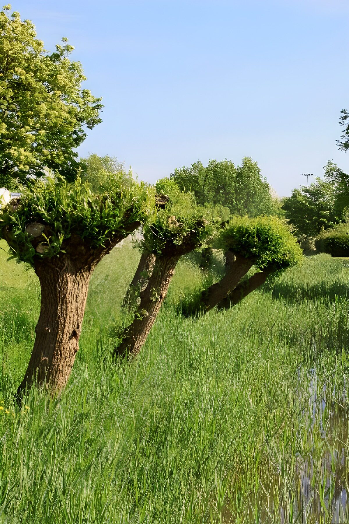 OCUK87838: Unique Pollarded Trees by the Water