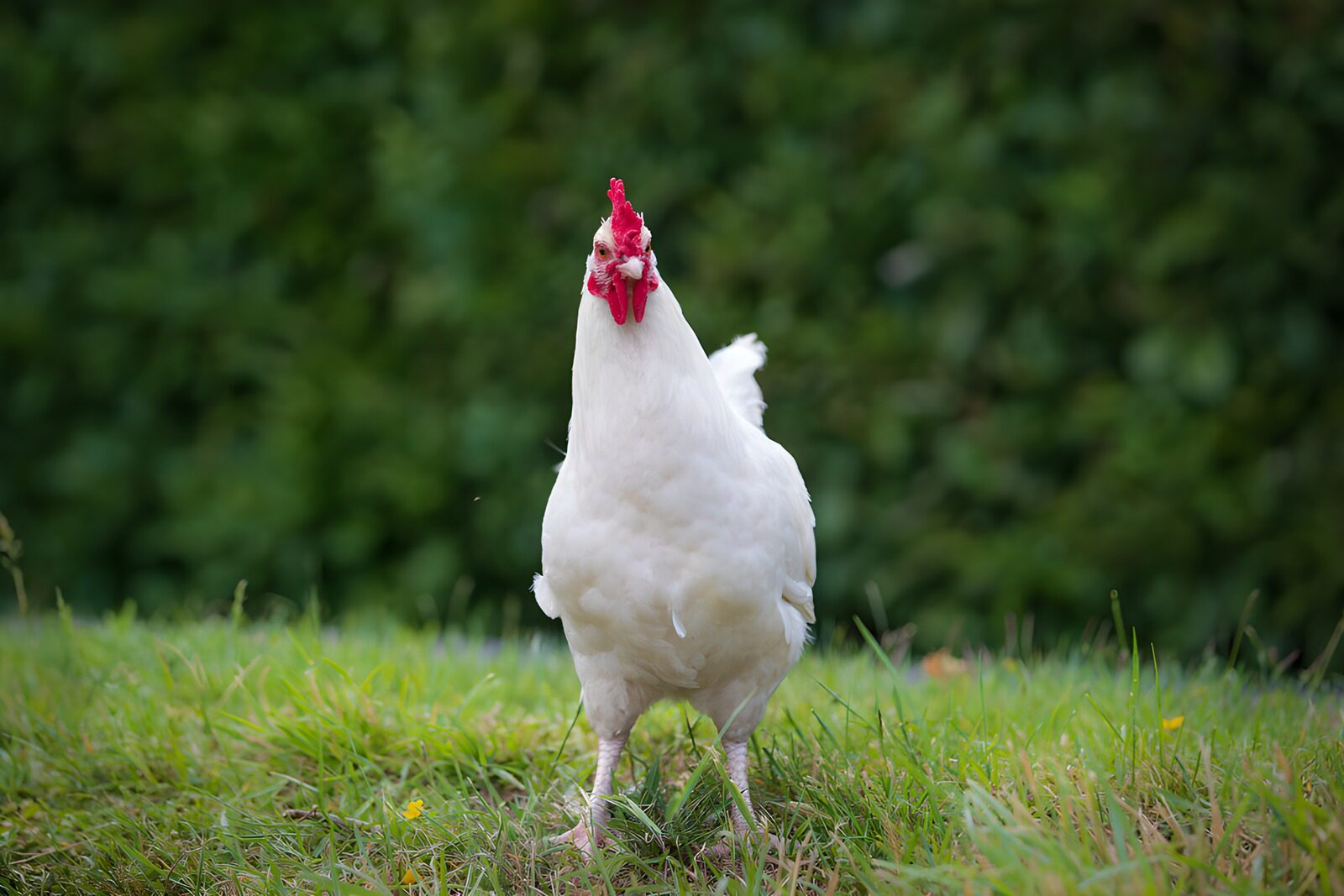 OCUK47077: Proud White Chicken in the Meadow