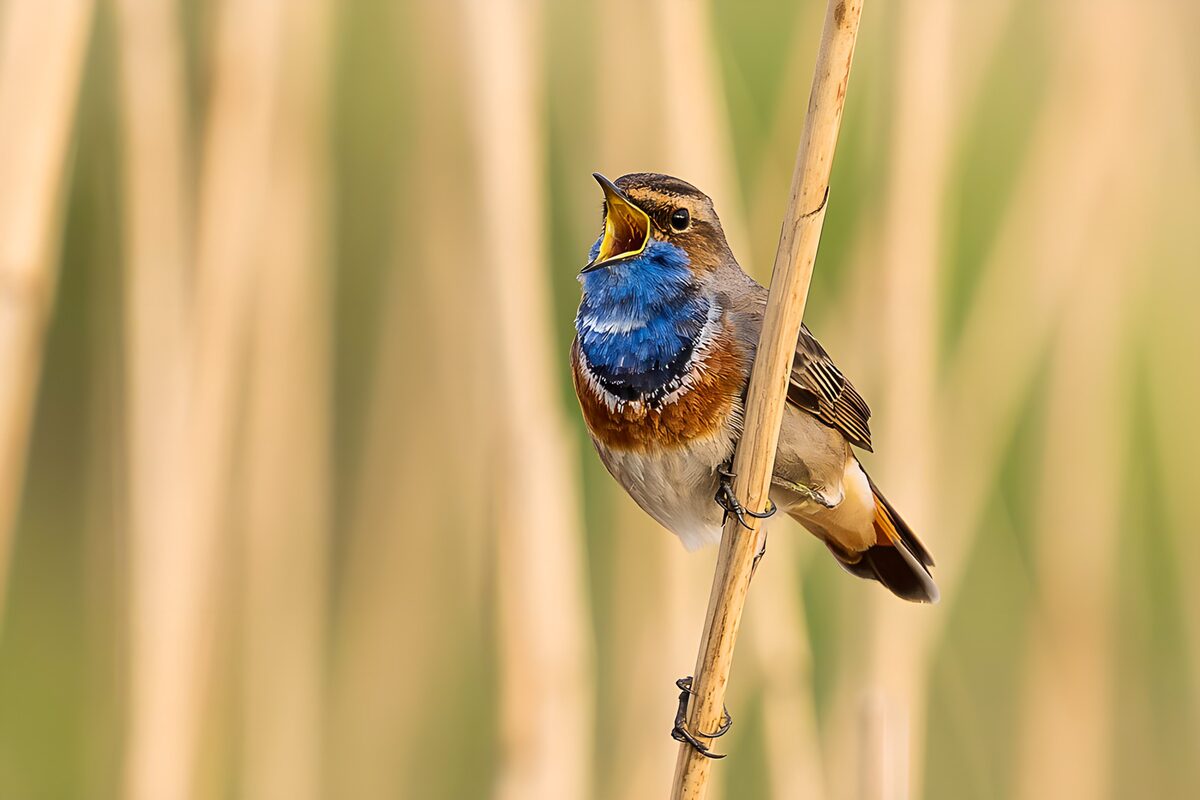 OCUK38036: Vibrant Bird in Song