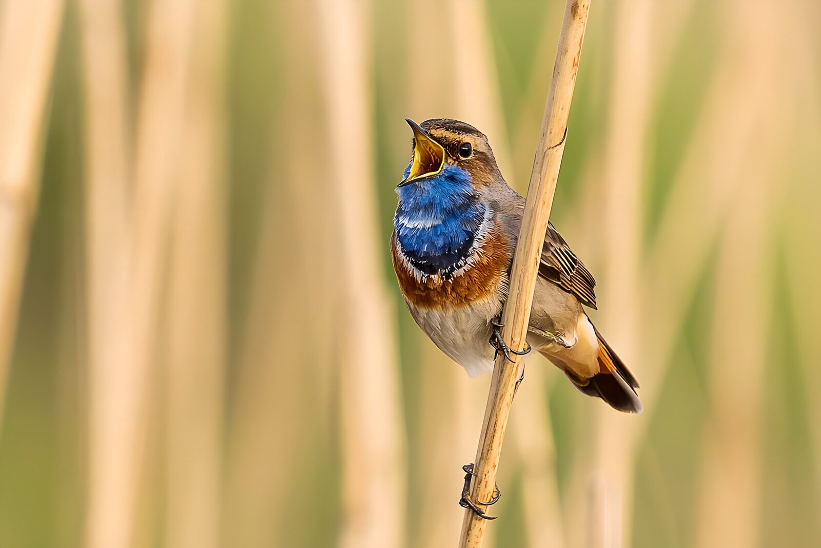 OCUK38036: Vibrant Bird in Song