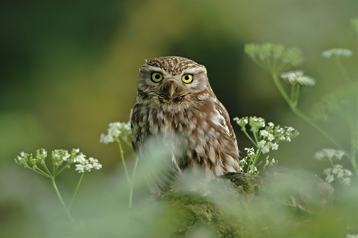 OCUK77976: Curious Little Owl Among Flowers