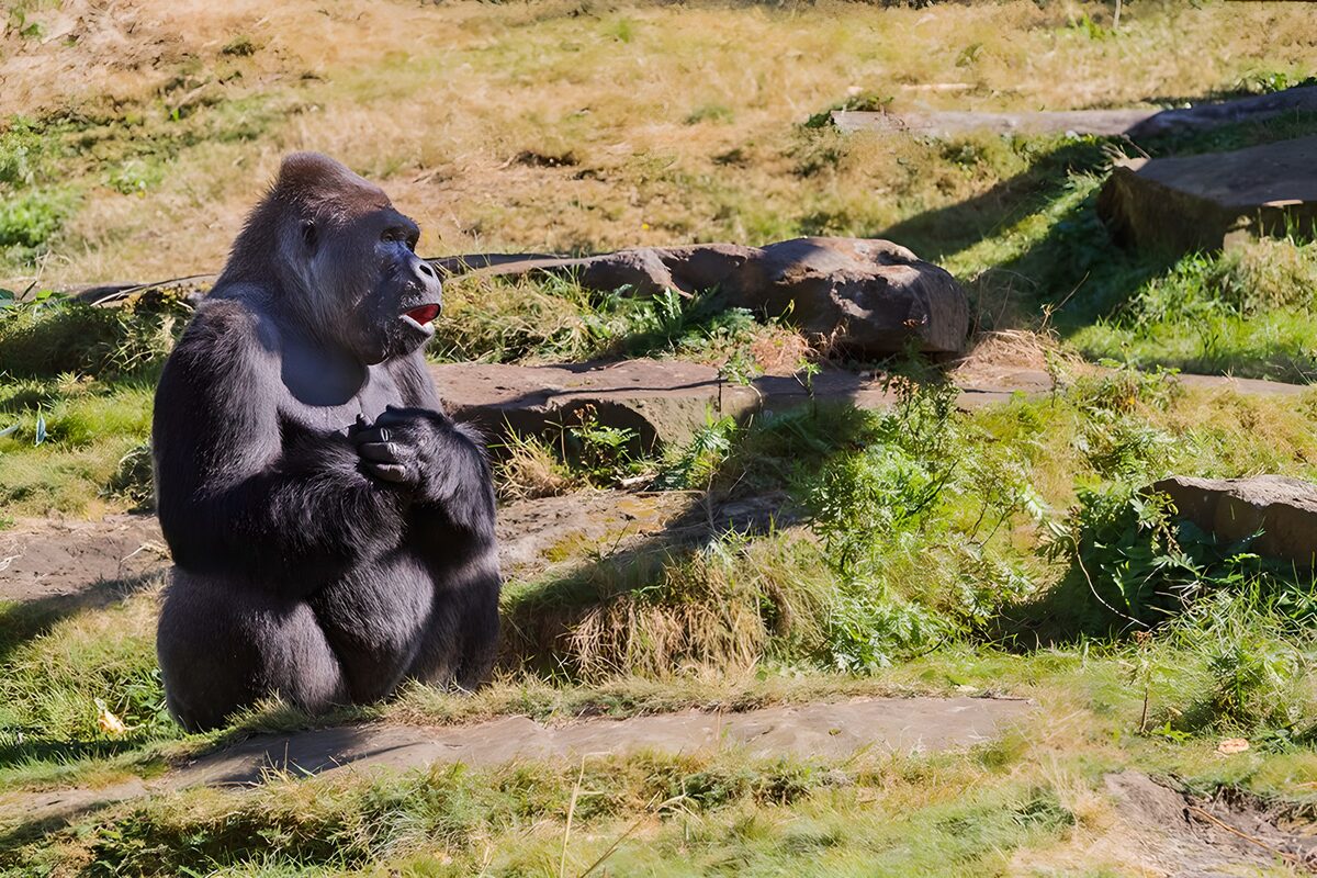 OCUK74154: Majestic Gorilla in Natural Habitat