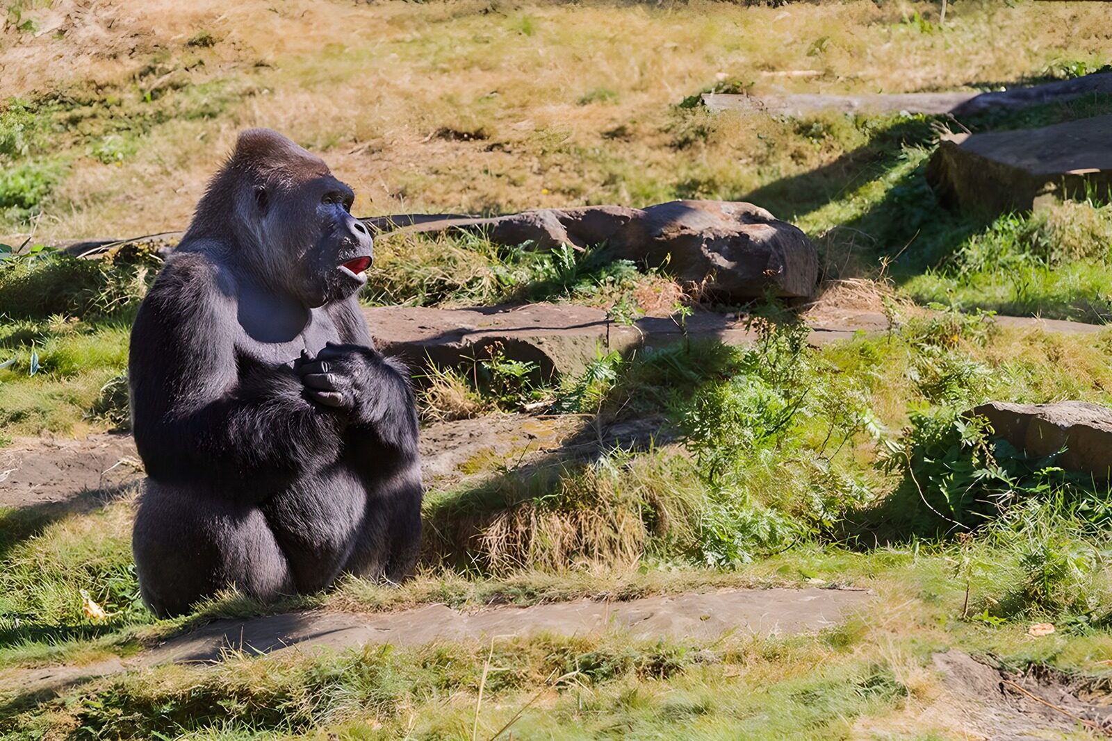 OCUK74154: Majestic Gorilla in Natural Habitat