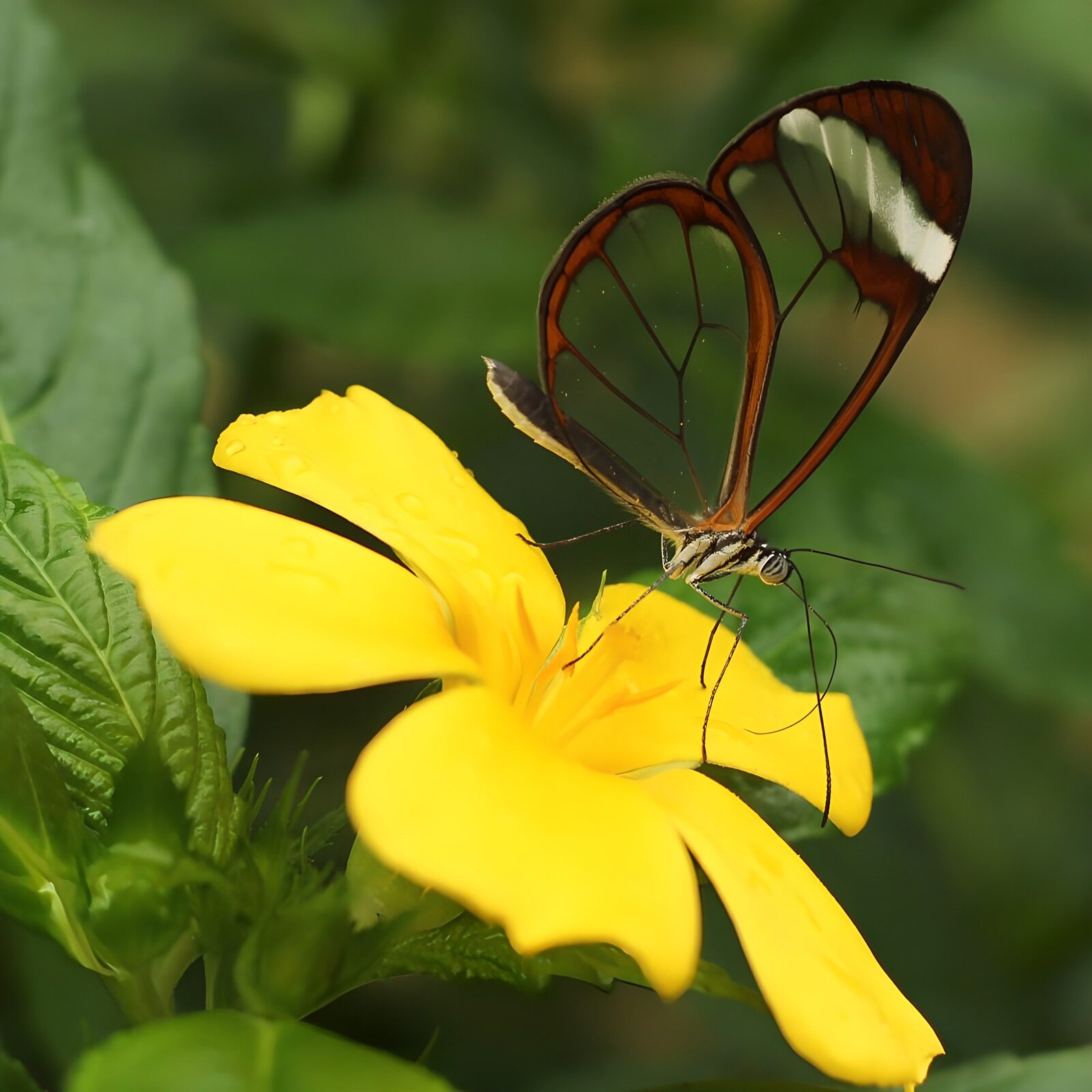 OCUK18588: Delicate Glasswing Butterfly on Yellow Flower
