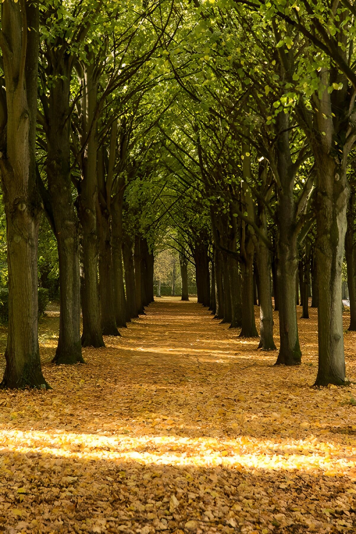 OCUK37527: Serene Pathway Through Lush Trees