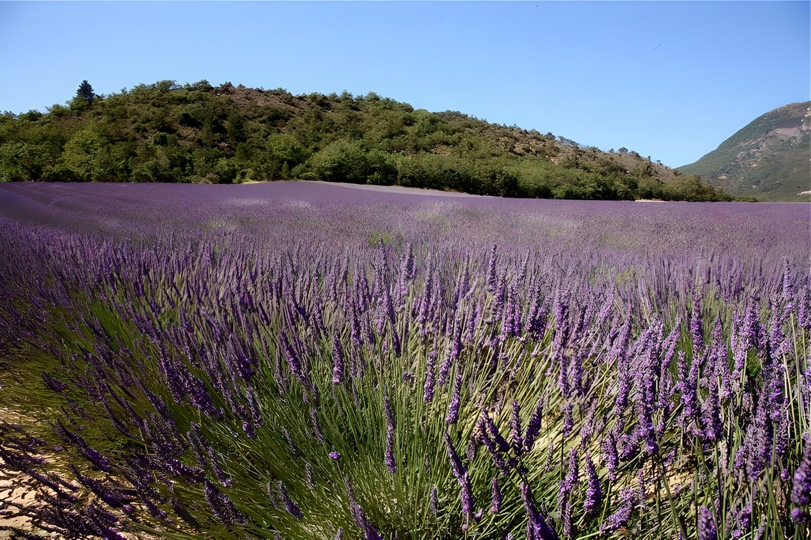 OCUK17790: Lavender field 4