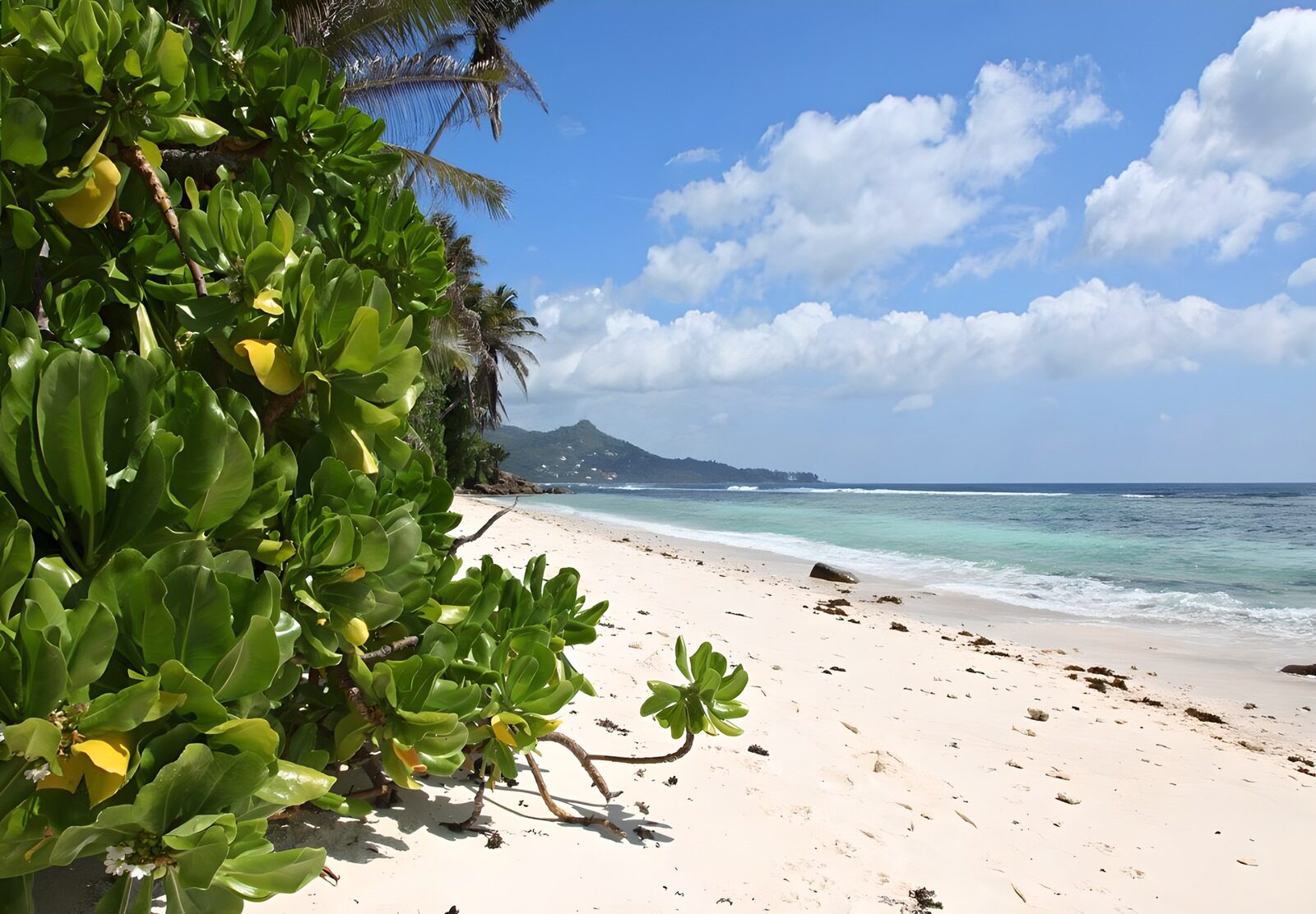 OCUK53035: Tropical Paradise Beach Scene