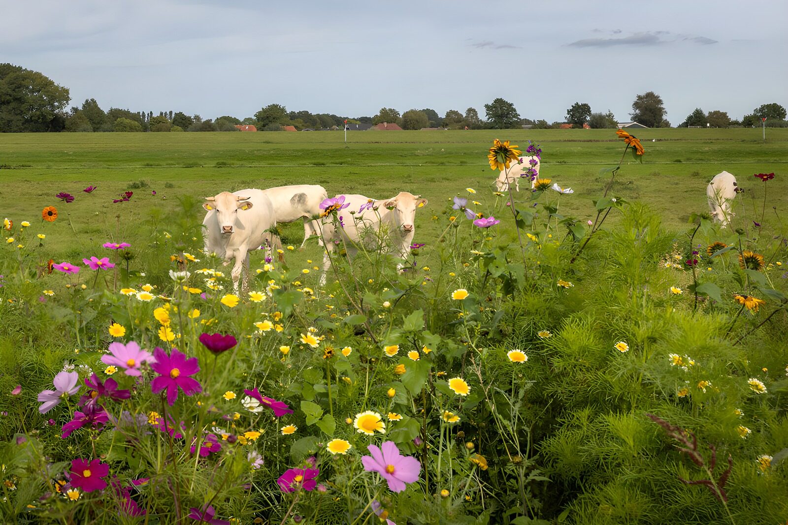 OCUK58441: Cows in a Colorful Wildflower Field