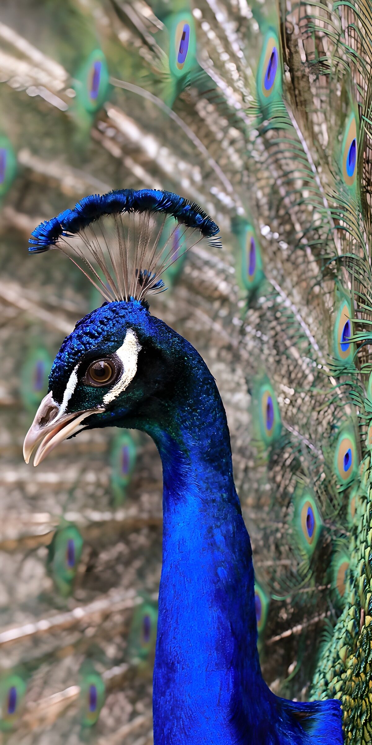 OCUK65154: Majestic Peacock Display
