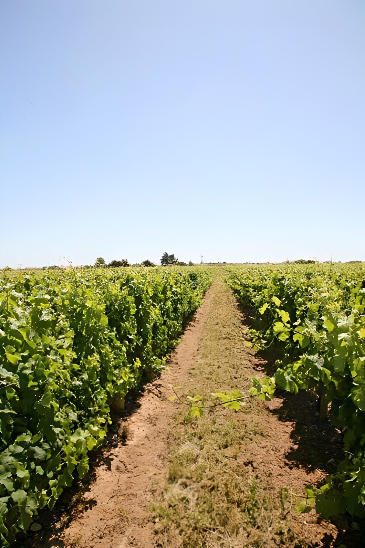 Large orchard wirh clear skies